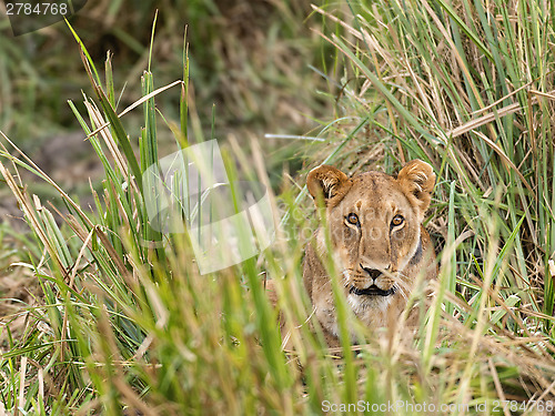 Image of Lioness