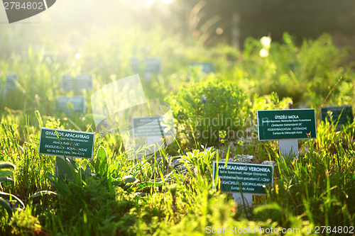 Image of Beautiful plants with name tags