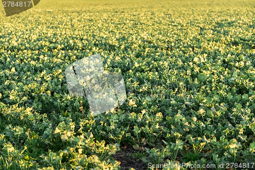 Image of Fields are flowering in the summer