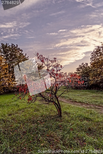 Image of Vintage tree flower photo of  beautiful cherry