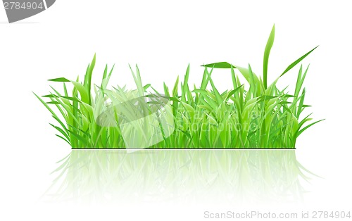 Image of Green grass with shadow on white background