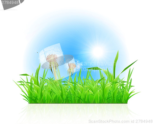 Image of Green grass ith dandelion on white background