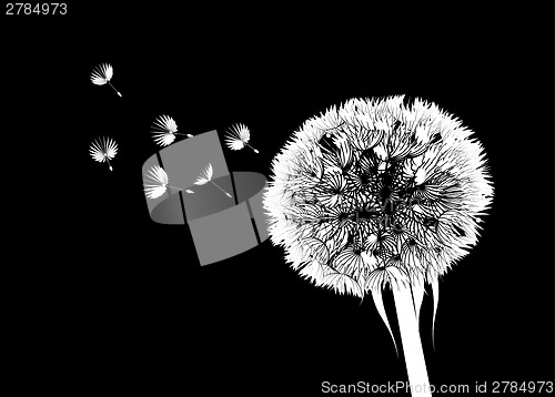 Image of Dandelion flower