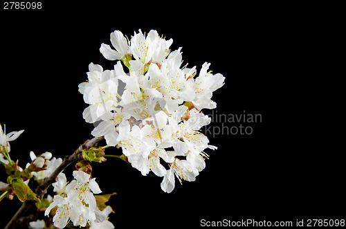 Image of Cherry Blossom Branch