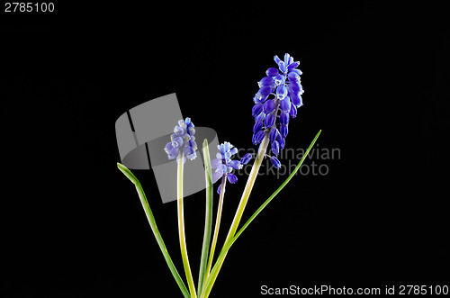 Image of Grape Hyacinth on black