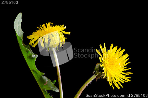 Image of Dandelion Portrait