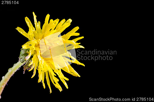 Image of Dandelion Flower Closeup