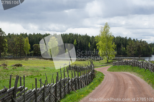 Image of Shiny birches at winding gravel road