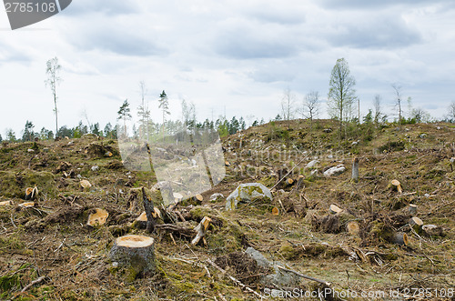 Image of Clear cut forest area