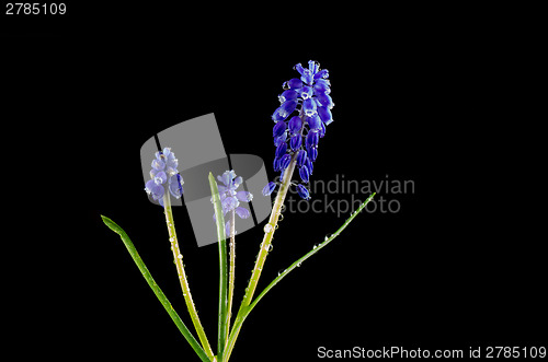 Image of Grape Hyacinth with water drops