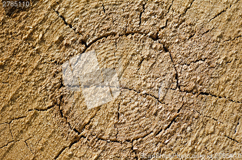 Image of Cut log surface