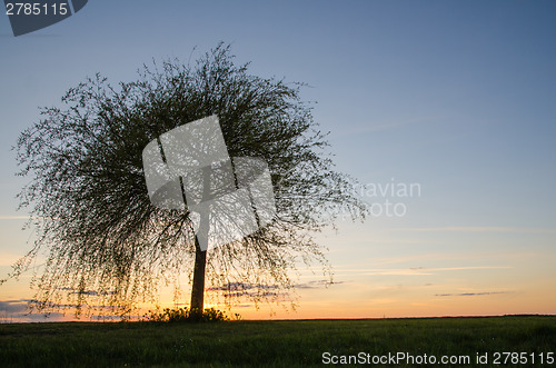 Image of Lone tree at sunset