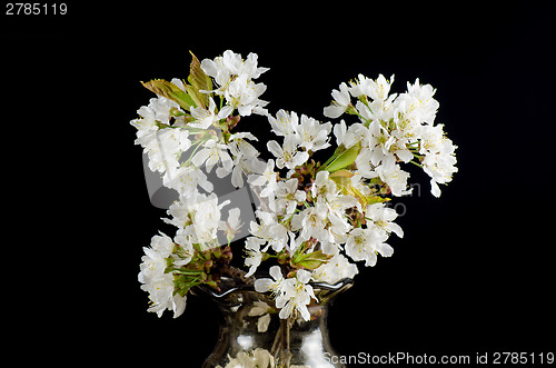 Image of Cherry Blossom in a Vase