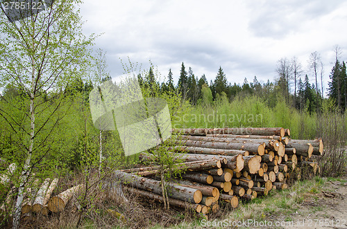 Image of Logpile at spring