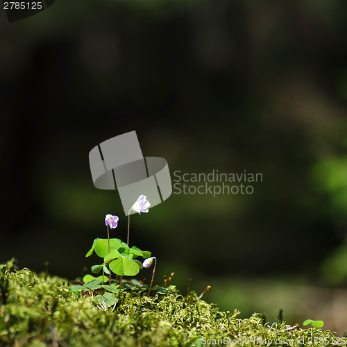 Image of Wood sorrel portrait