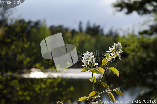 Image of Hackberry flower