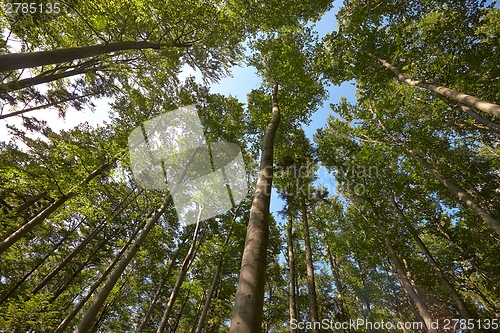 Image of Forest