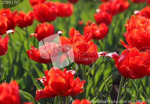 Image of Beautiful red tulips