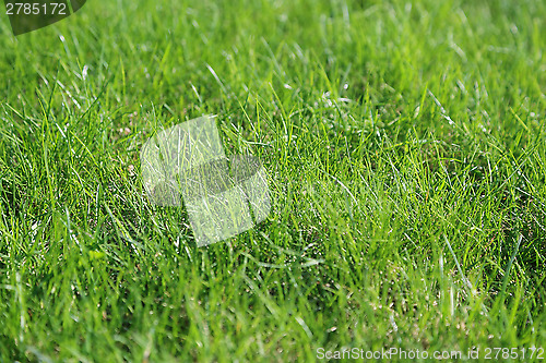 Image of Green grass background