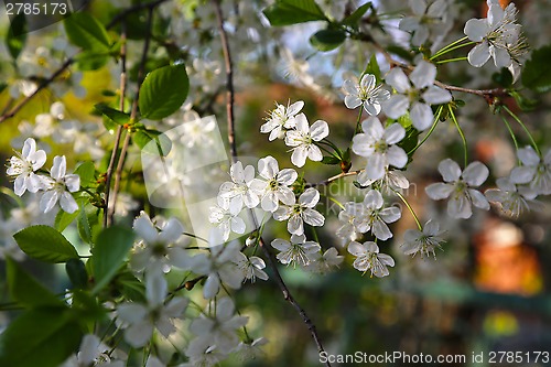 Image of Beautiful white flowers of spring tree