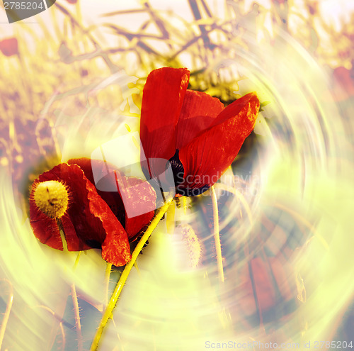 Image of Red poppy 
