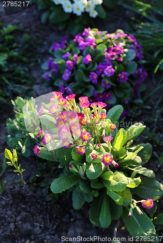 Image of Beautiful flowers of Primrose