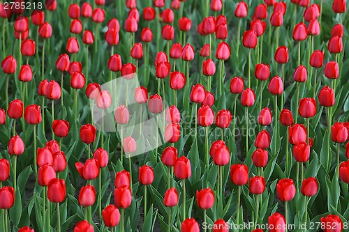 Image of Beautiful red tulips