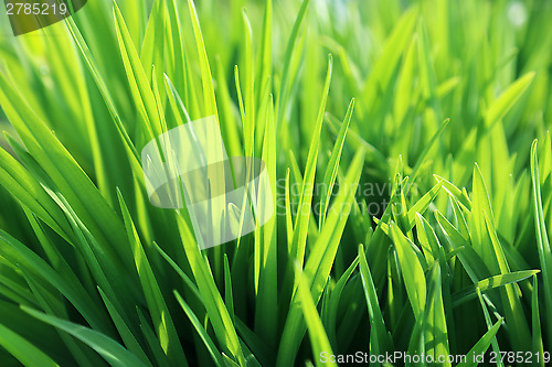 Image of Fresh green plant
