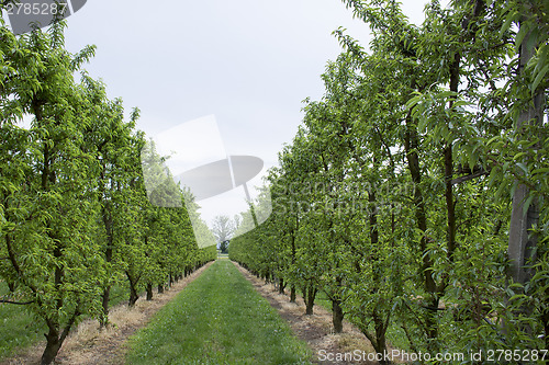 Image of Peach trees rows