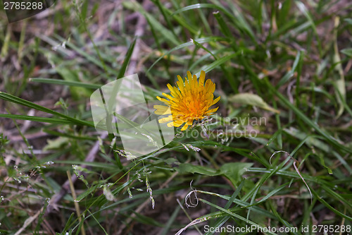 Image of Dandelion flower on weeds background