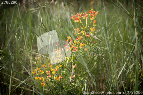 Image of Green weeds and orange flowers background
