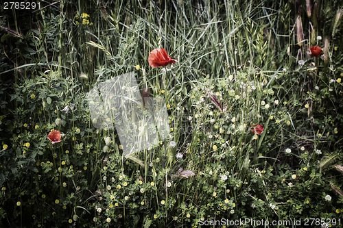 Image of Red poppy on green field with yellow flowers