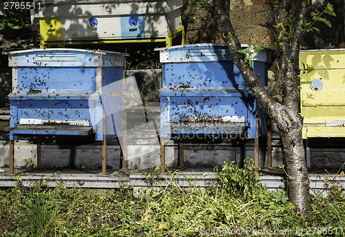 Image of Swarm of bees fly to beehive