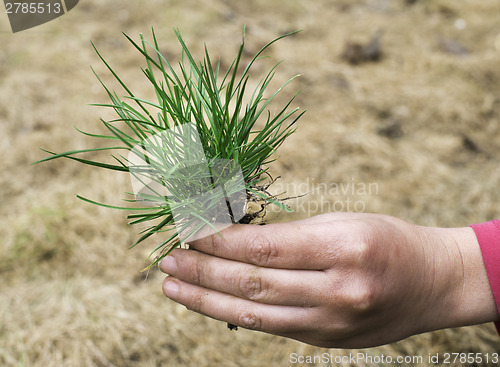 Image of Turf grass and earth