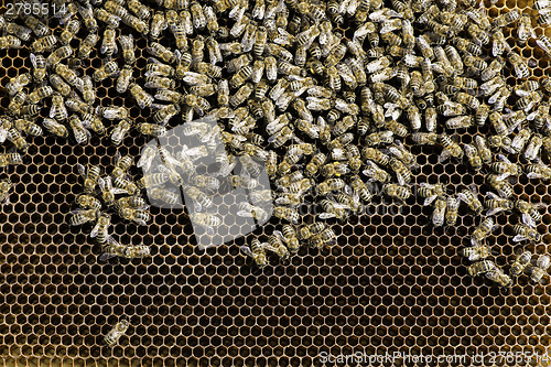 Image of Close up honeycombs