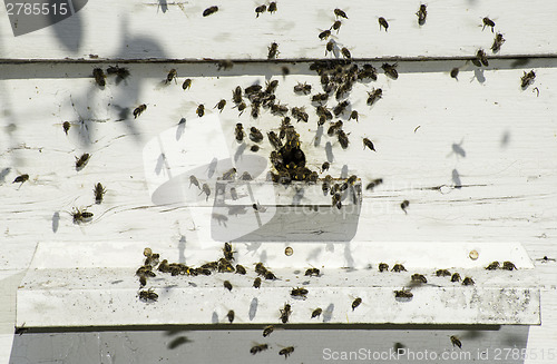 Image of Bees entering the hive