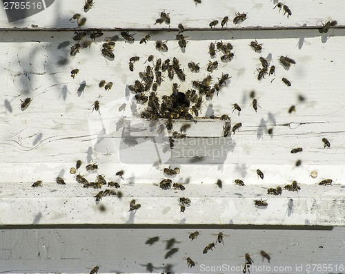 Image of Bees entering the hive