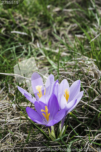 Image of Blue crocus