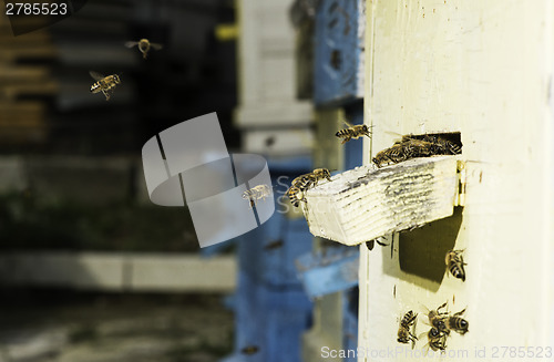 Image of Bees entering the hive