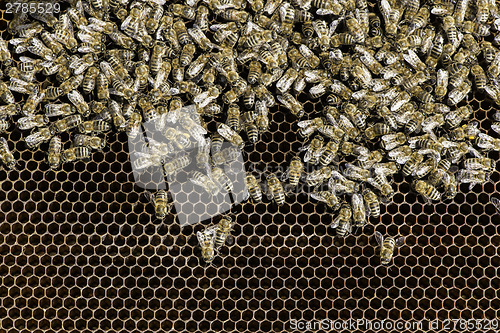 Image of Close up honeycombs