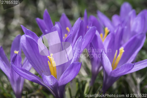 Image of Blue crocus
