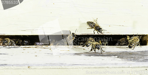 Image of Bees entering the hive