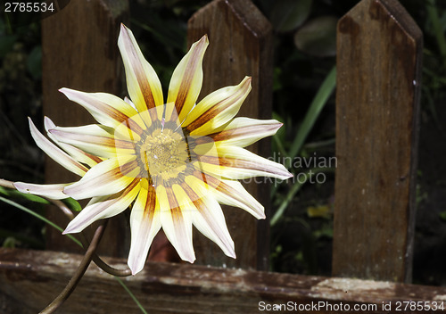 Image of Red,white and yellow flower