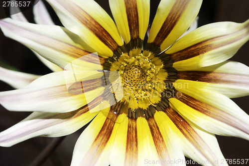 Image of Red and yellow flower stamens