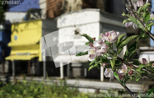 Image of Flowers and swarm of bees 