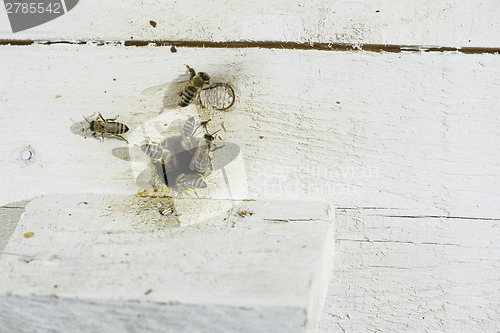 Image of Bees entering the hive