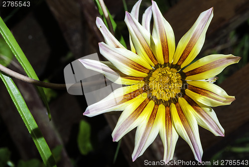 Image of Red,white and yellow flower