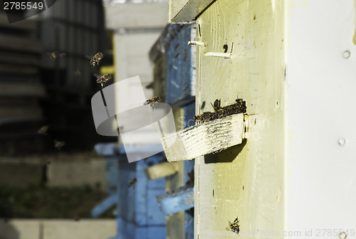 Image of Bees entering the hive