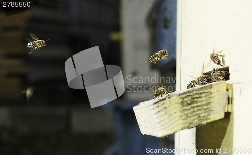 Image of Bees entering the hive