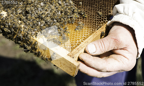 Image of Close up honeycombs